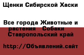 Щенки Сибирской Хаски - Все города Животные и растения » Собаки   . Ставропольский край